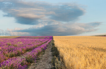 Fototapeta na wymiar lavender field in provence