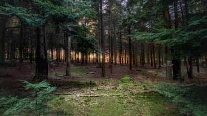 Obraz premium Forest at Sunset