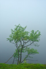 Drzewo i mgła - obrazy, fototapety, plakaty