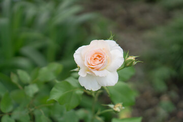 バラの花