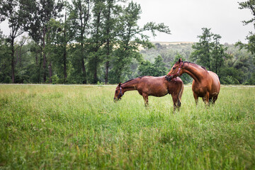 Horses on pasture in rain