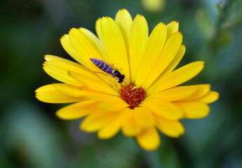 Schwebfliege über einer Ringelblume