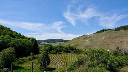Naklejka premium Weinberge an der Ahr, Weinanbau, Kulturlandschaft