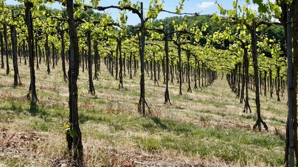 Weinberge an der Ahr, Weinanbau, Kulturlandschaft