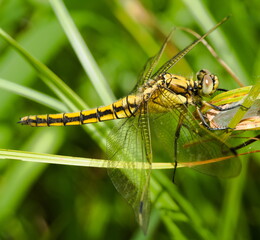 Dragonfly on the grass, Anisoptera, Gomphus flavipes, River clubtail, Yellow-legged dragonfly