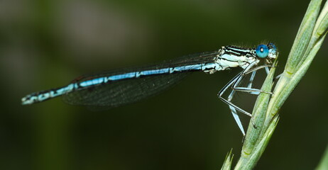 Blue dragonfly on a green leaf, Azure damselfly, Coenagrion puella