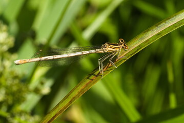 Close up of a dragonfly, Platycnemis pennipes, White-legged damselfly
