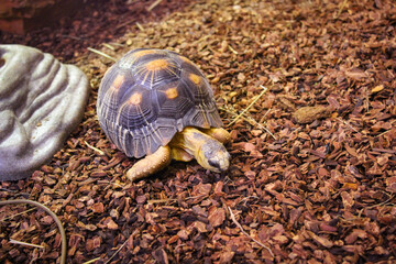 Galapagos giant tortoise with bright yellow armour and wrinkled neck and powerful paws,   looking with curiosity