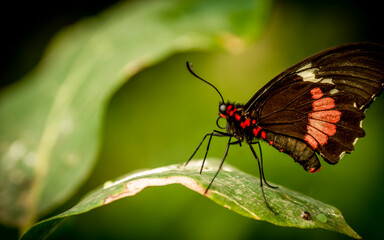 close up of a iphidamas cattleheart (parides iphidamas) butterfly resting on a green leaf