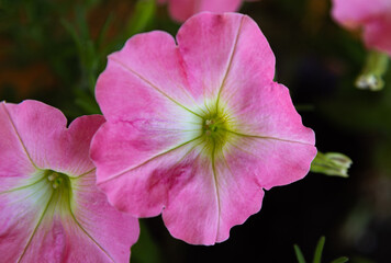 Naklejka premium pink petunia flower