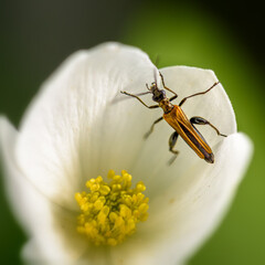 insects sit on a flower, close-up on a Sunny day