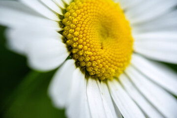 Obraz premium camomile flower close-up on a green background, selective focus