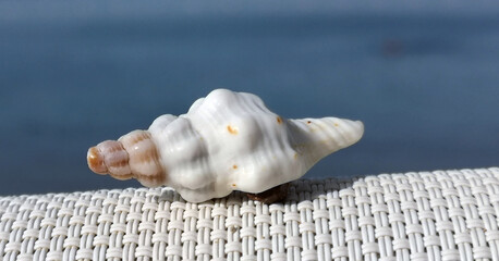 sea shell on blue background