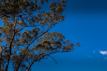 Closeup of a tree in an agriculture landscape in the Grampians national park in Victoria, Australia at a cloudy day in summer.