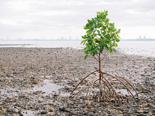 Mangrove tree at clean beach on morning time in Chonburi Thailand