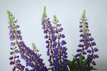  A bouquet of bright purple lupins stands on the table for interior decoration purposes