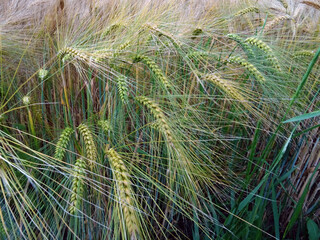 Champ de blé