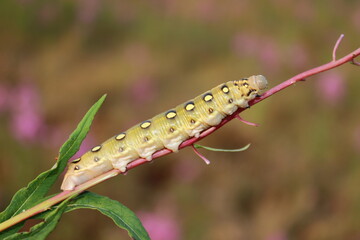 a large caterpillar on a branch with leaves on a blurred background