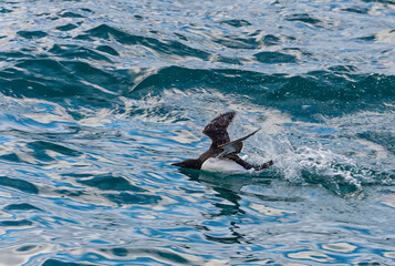 Obraz premium Thick-billed Murre (Uria lomvia) or Brunnich's guillemot talking off from water, Hinlopen Strait, Spitsbergen Island, Svalbard archipelago, Norway