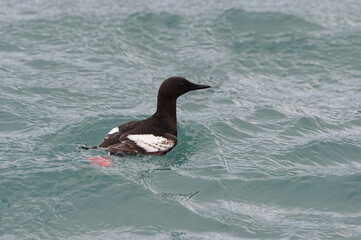 Thick-billed Murre (Uria lomvia) or Brunnich's guillemot in water, Liefdefjorden, Haakon VII Land, Spitsbergen Island, Svalbard Archipelago, Norway