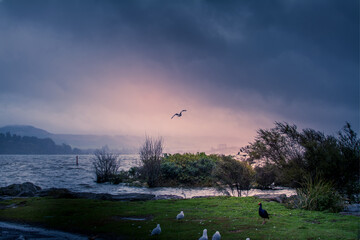 Stormy evening over lake Rotorua. A seagull struggles against strong wind