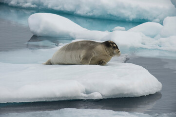 Fototapeta premium Bearded Seal (Erignathus barbatus) laying on pack ice, Spitsbergen Island, Svalbard Archipelago, Norway,