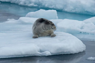 Bearded Seal (Erignathus barbatus) laying on pack ice, Spitsbergen Island, Svalbard Archipelago, Norway,