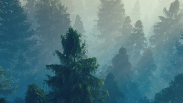 Flight over pine forest covered with morning fog