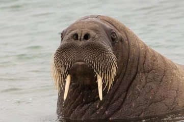 Fotobehang Walrus Walrus (Odobenus rosmarus), Torellneset Island, Svalbard Archipel, Arctisch Noorwegen