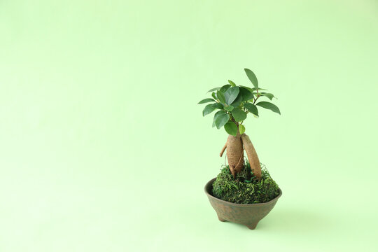 255 Best 苔玉 Images Stock Photos Vectors Adobe Stock 255 Best 苔玉 Images Stock Photos Vectors Adobe Stock