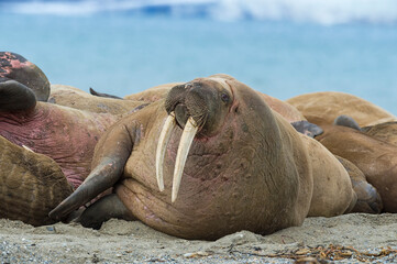 Walrus (Odobenus rosmarus) colony, Sarstangen, Prince Charles Foreland Island, Spitsbergen Island,...