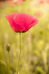 Macro photo of red poppy flower on the field in the spring