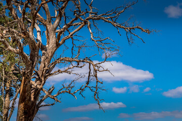 Obraz premium Closeup of a tree in an agriculture landscape in the Grampians national park in Victoria, Australia at a cloudy day in summer.