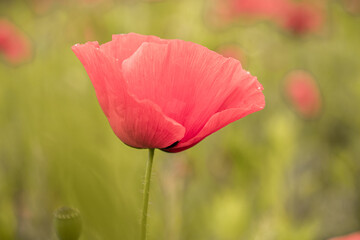 Close up of red poppy flower on the field in the spring