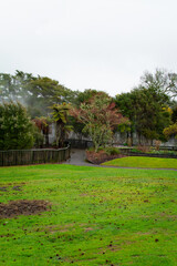 Rainy winter day at Kuirau Park. Steam is rising from natural hot pools hidden behind the trees