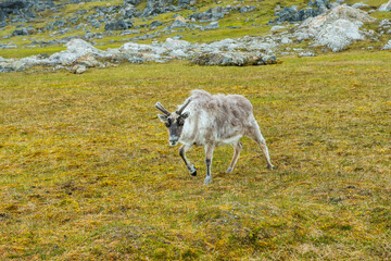 Svalbard Reindeer (Rangifer tarandus platyrhynchus) in the toundra, Spitsbergen Island, Svalbard...
