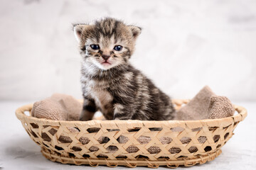 Fototapeta na wymiar Portrait of a cute kitten sitting in a basket look at the camera
