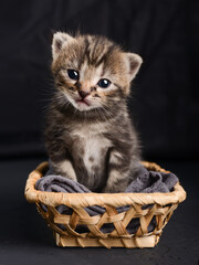 Fototapeta na wymiar Portrait of a cute kitten sitting in a basket on a dark backdrop vertical shot