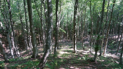 Monte Fumaiolo
