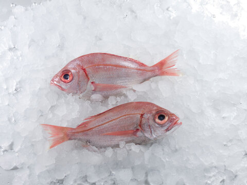 pescado fresco sobre hielo.  red mullet