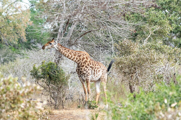 Wild giraffe in savana grasss, South Africa.