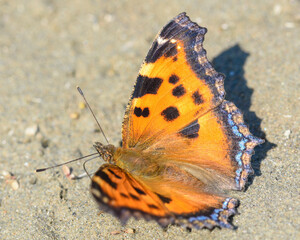 aglais urticae butterfly on the Ground, top view, close-up