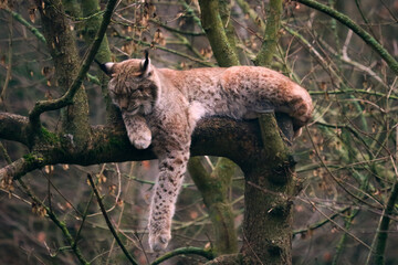 A lynx sleeping in a tree. © Leon