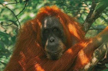 A wild orangutan in the jungle, Sumatra, Bukit Lawang