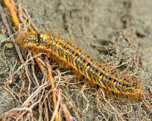 caterpillar 