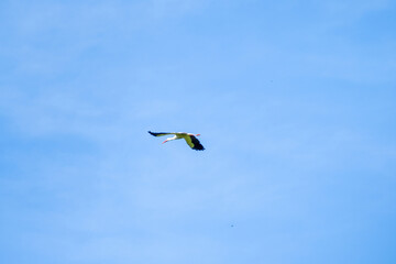White stork (Ciconia ciconia) flying with spread wings with partly cloudy sky in the background