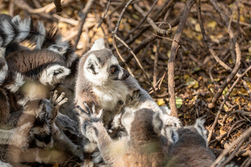 Fototapeta premium The ring-tailed lemur (Lemur catta)