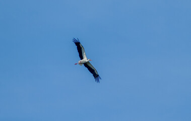 White stork (Ciconia ciconia) flying with spread wings with partly cloudy sky in the background