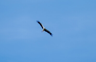 White stork (Ciconia ciconia) flying with spread wings with partly cloudy sky in the background