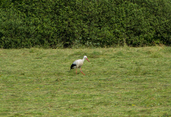 Storks standing on the green grass